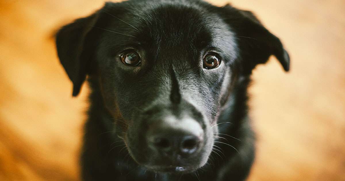 a gorgeous black dog